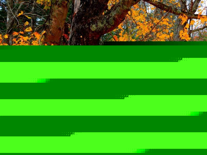 埃弗顿备战新赛季英超