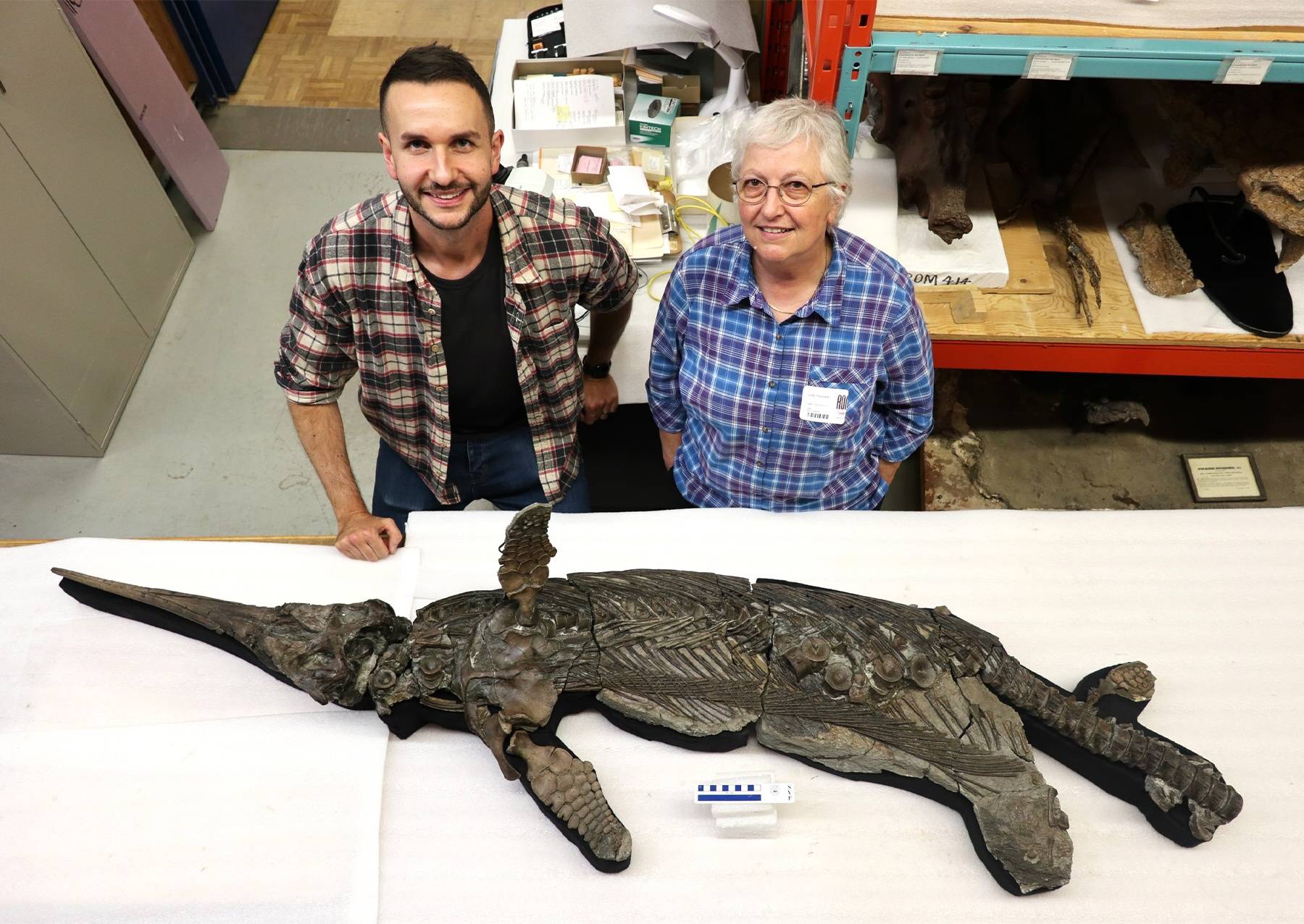 罕见新物种：英格兰发现侏罗纪“剑龙”